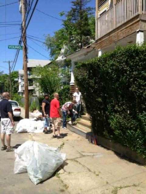 blight cleanup